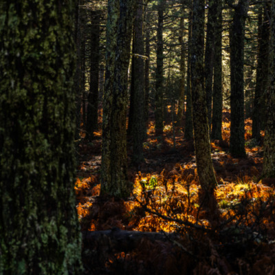 Bavella en automne