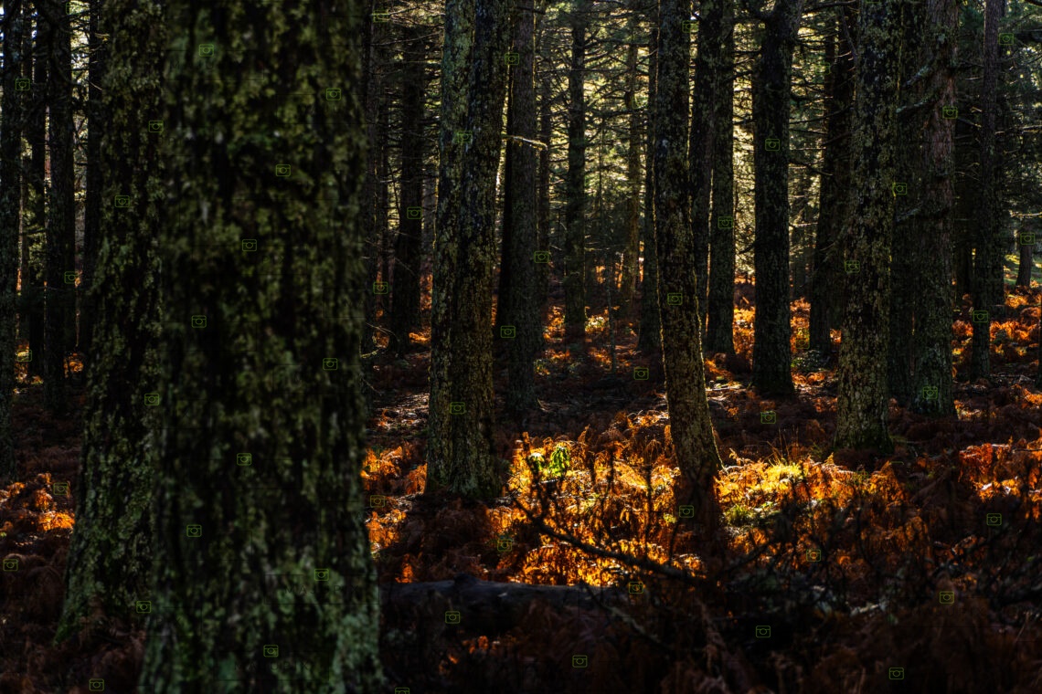 Bavella en automne