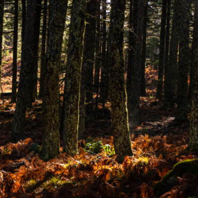 Bavella en automne