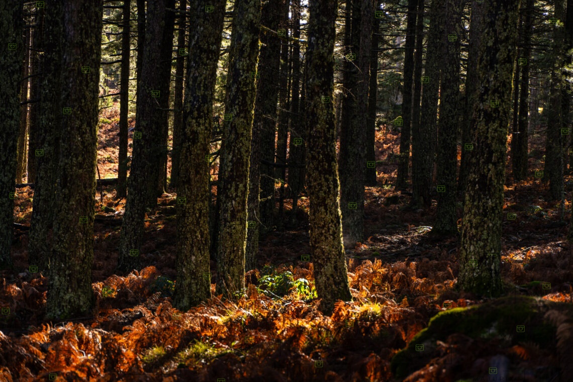Bavella en automne