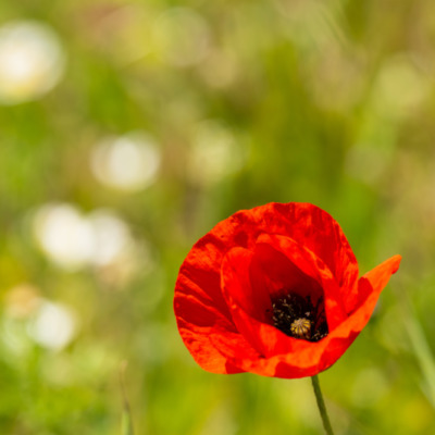 Fleur au printemps