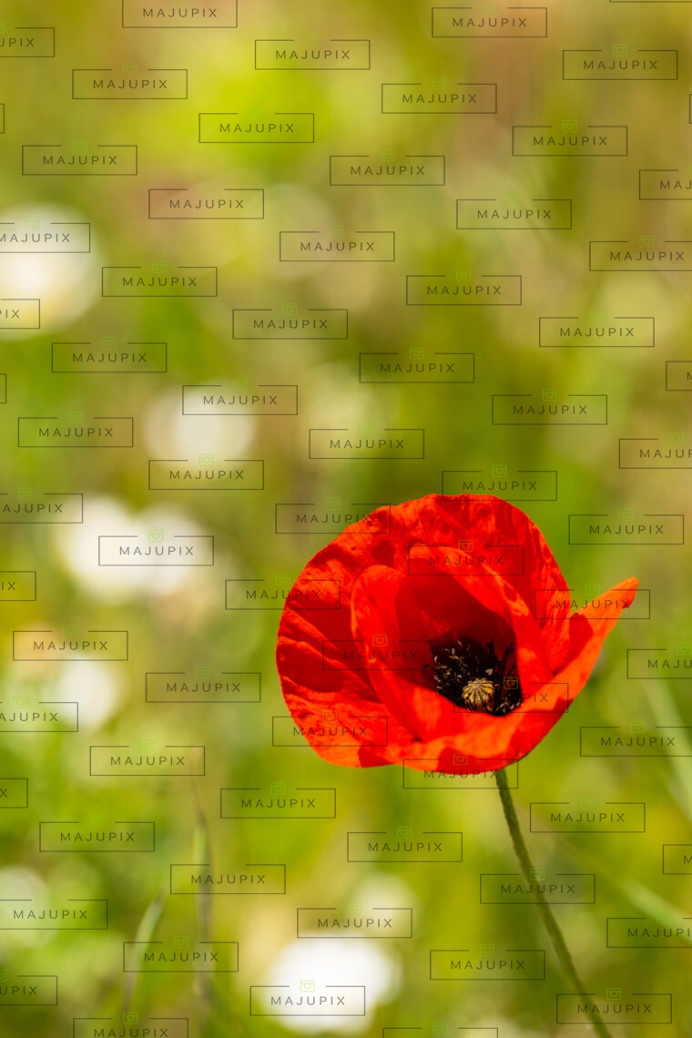 Fleur au printemps