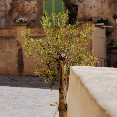 Calvi