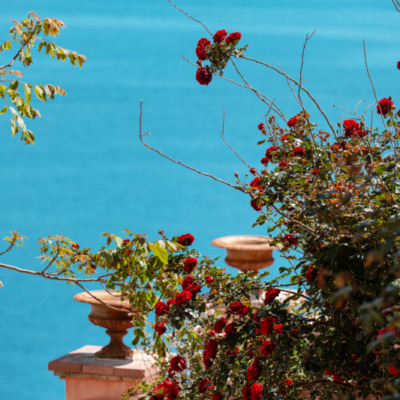 Calvi