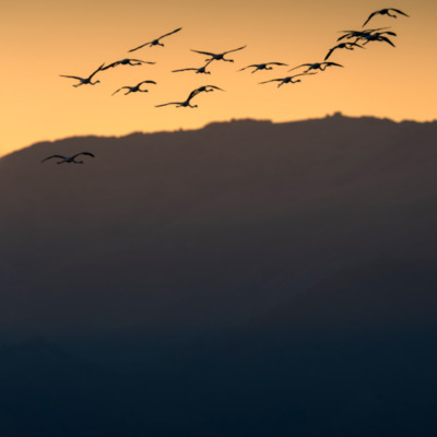Flamants rose au coucher de soleil