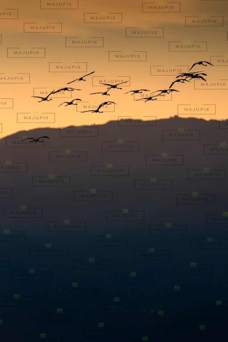 Flamants rose au coucher de soleil