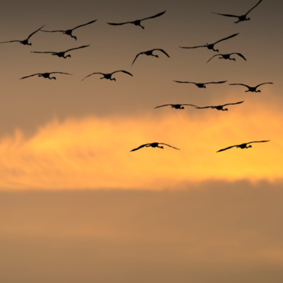 Flamants rose au coucher de soleil