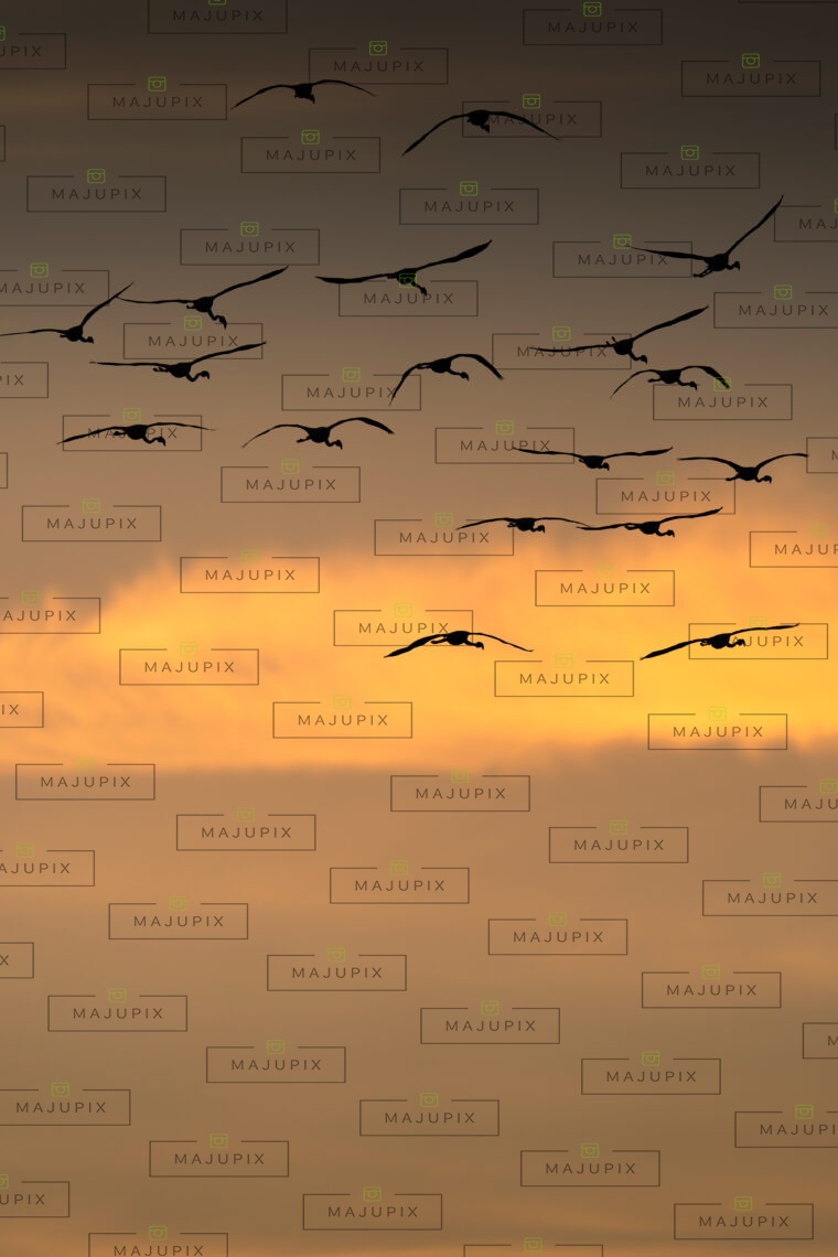 Flamants rose au coucher de soleil