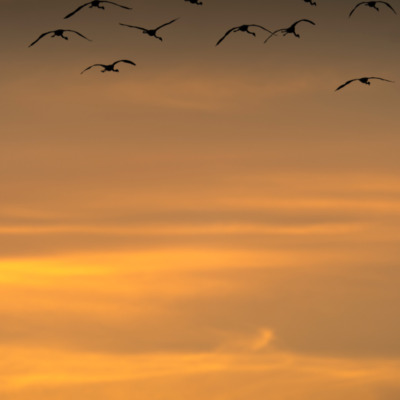 Flamants rose au coucher de soleil