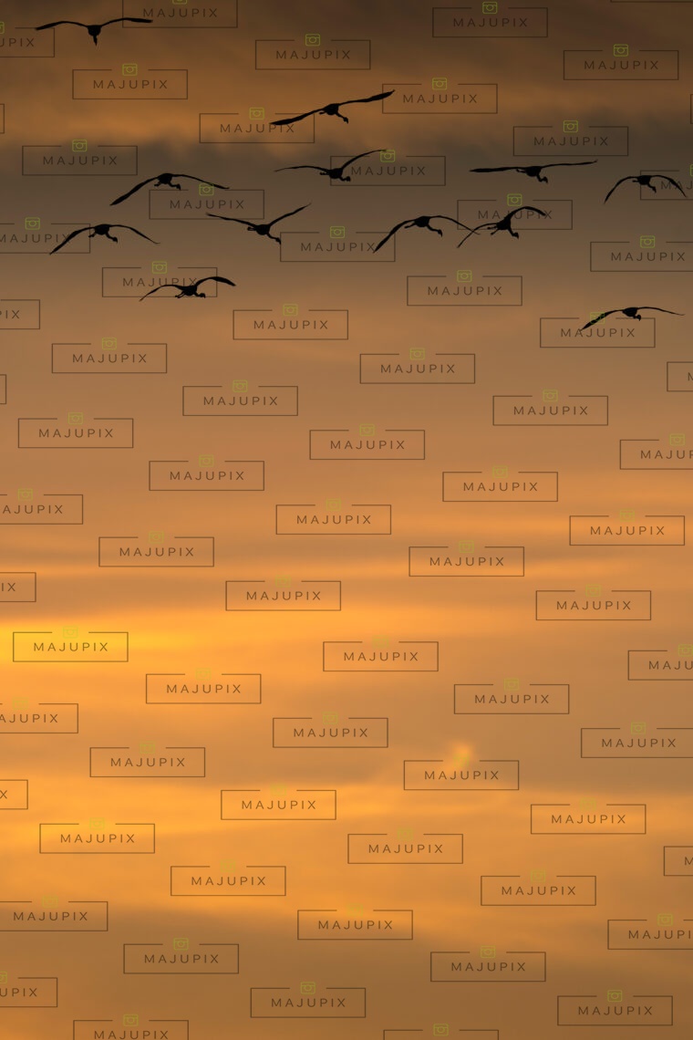 Flamants rose au coucher de soleil