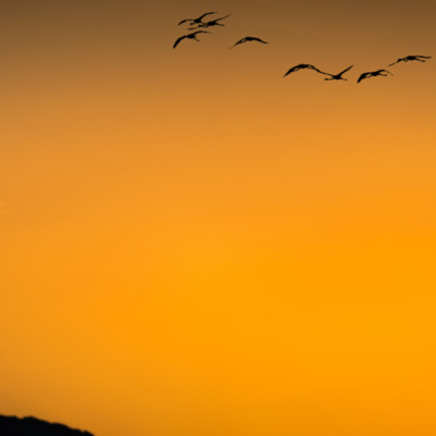 Flamants rose au coucher de soleil