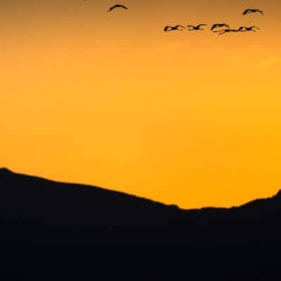 Flamants rose au coucher de soleil