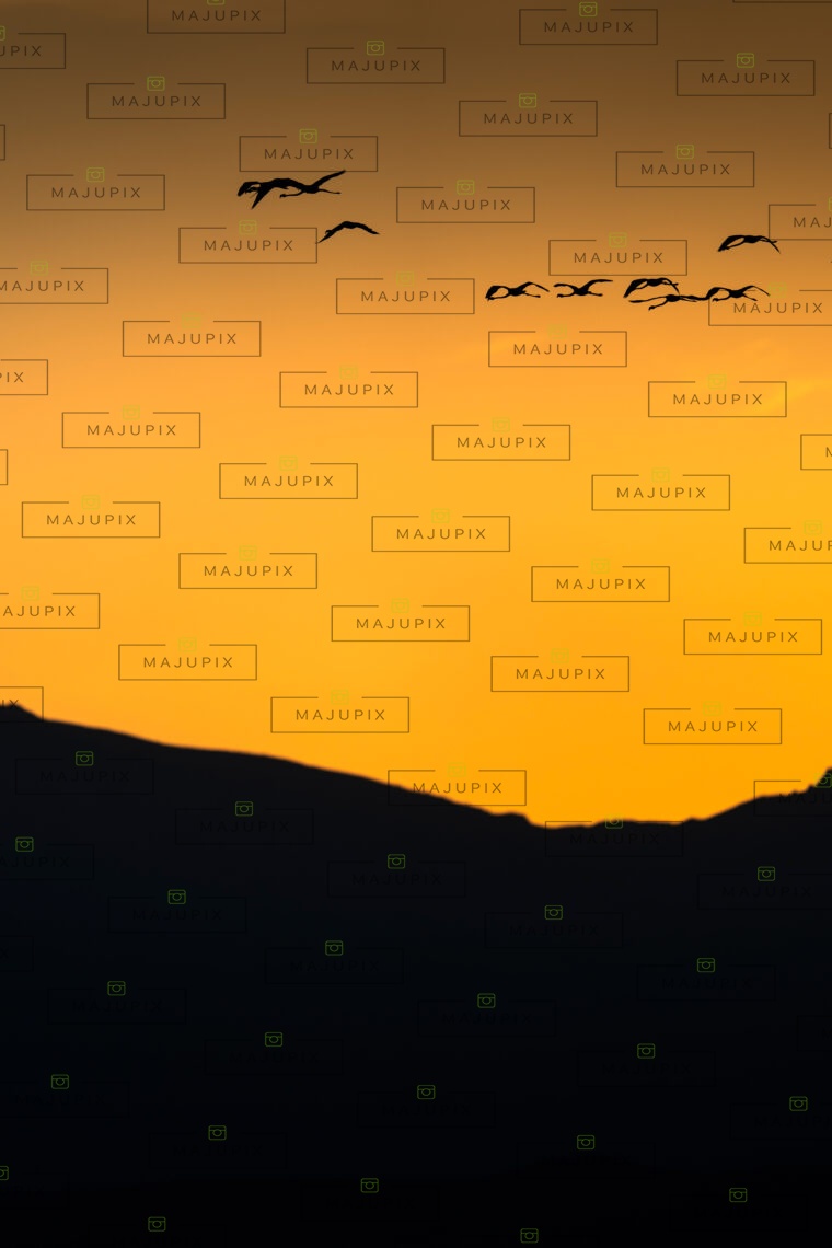 Flamants rose au coucher de soleil