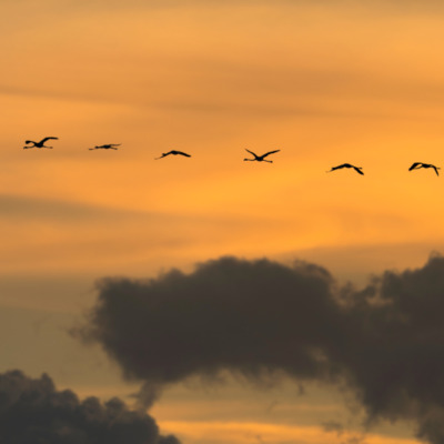 Flamants rose au coucher de soleil