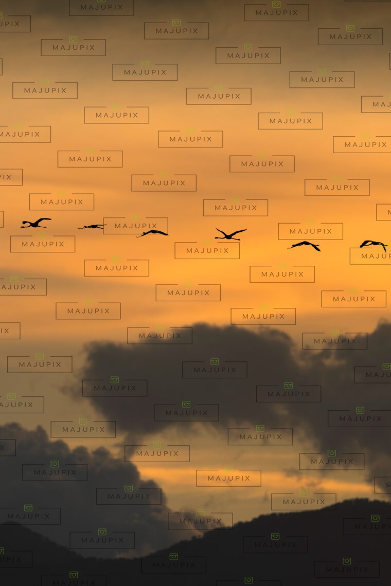 Flamants rose au coucher de soleil
