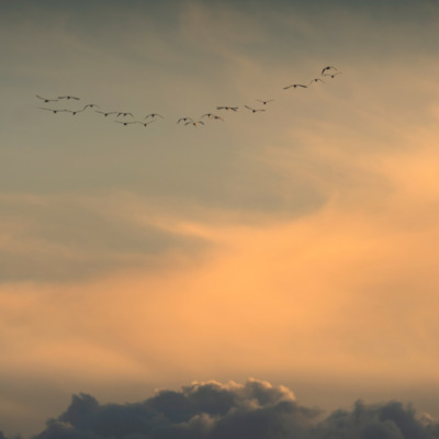 Flamants rose au coucher de soleil