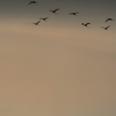Flamants rose au coucher de soleil