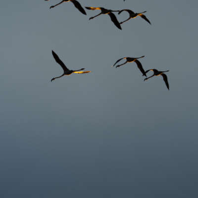 Flamants rose au coucher de soleil