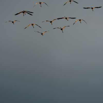 Flamants rose au coucher de soleil