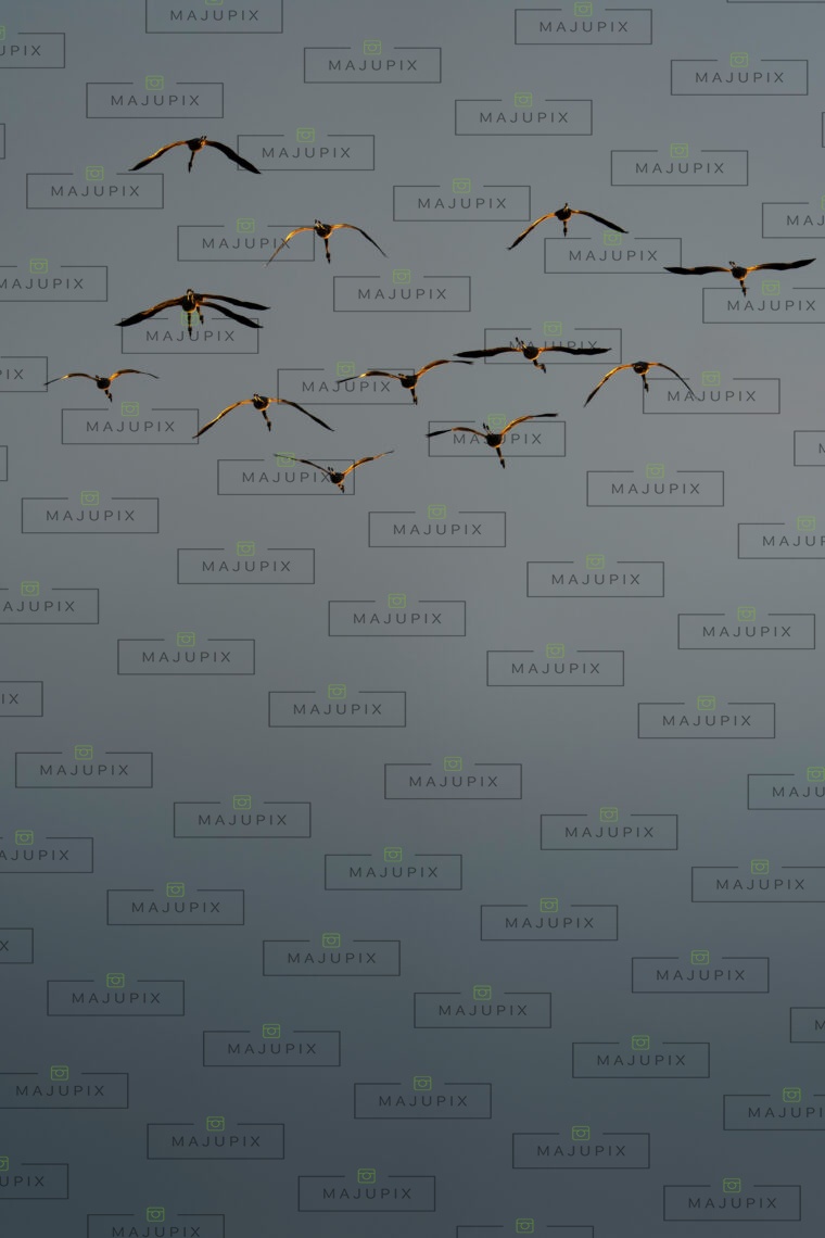 Flamants rose au coucher de soleil