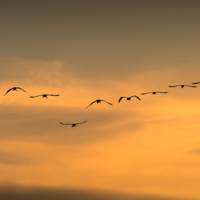 Flamants rose au coucher de soleil