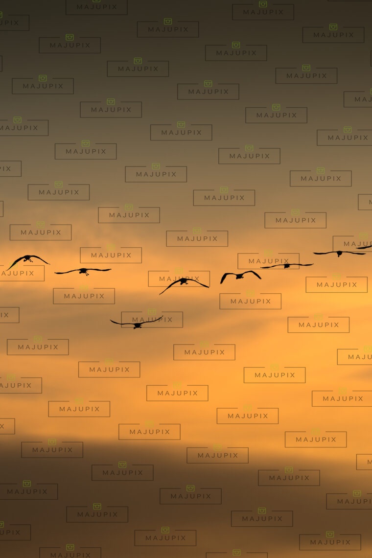 Flamants rose au coucher de soleil