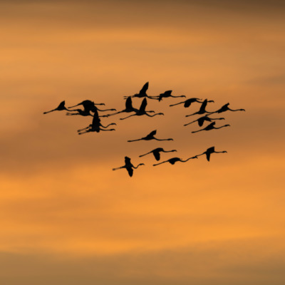 Flamants rose au coucher de soleil
