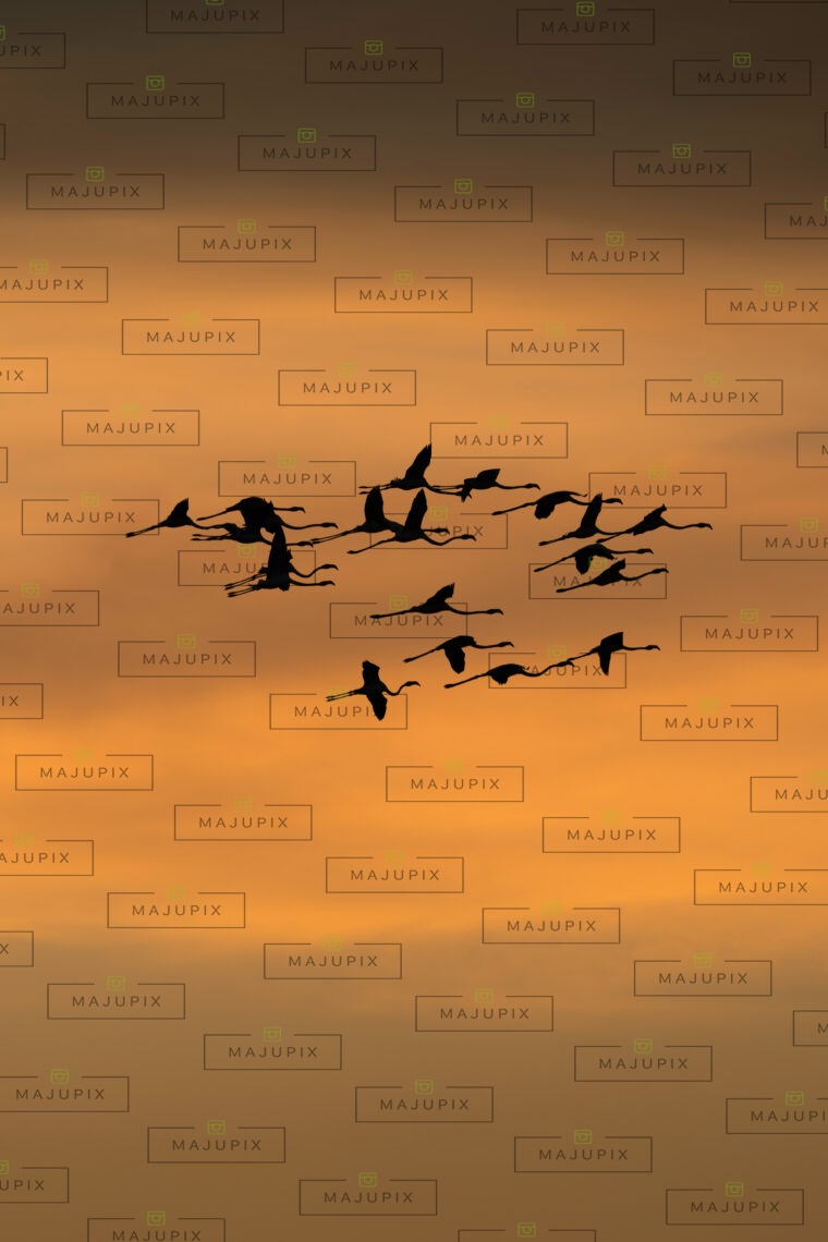 Flamants rose au coucher de soleil