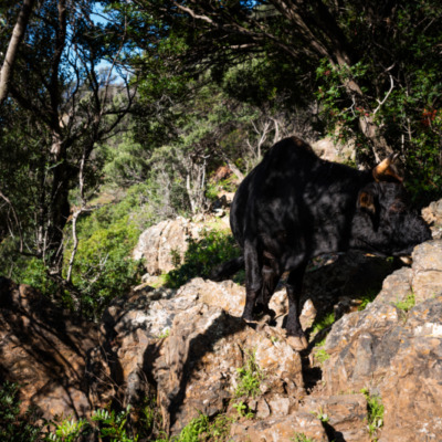 Sentier du facteur Girolata