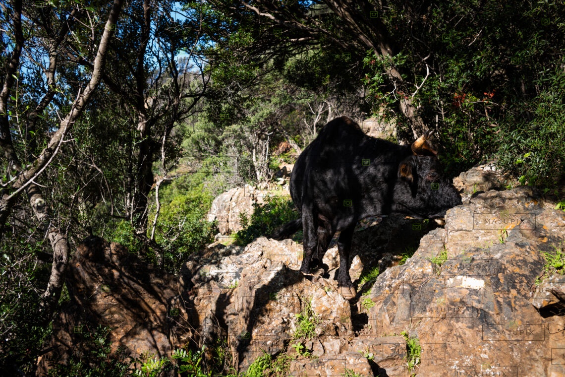 Sentier du facteur Girolata