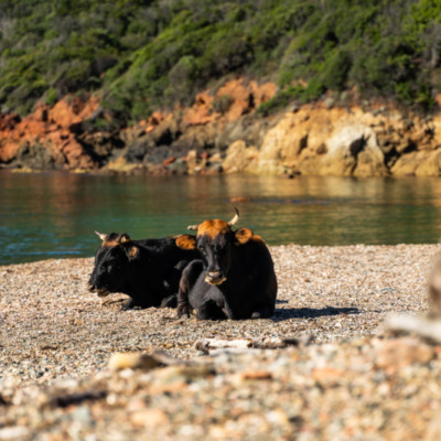 Plage de Tuara Girolata
