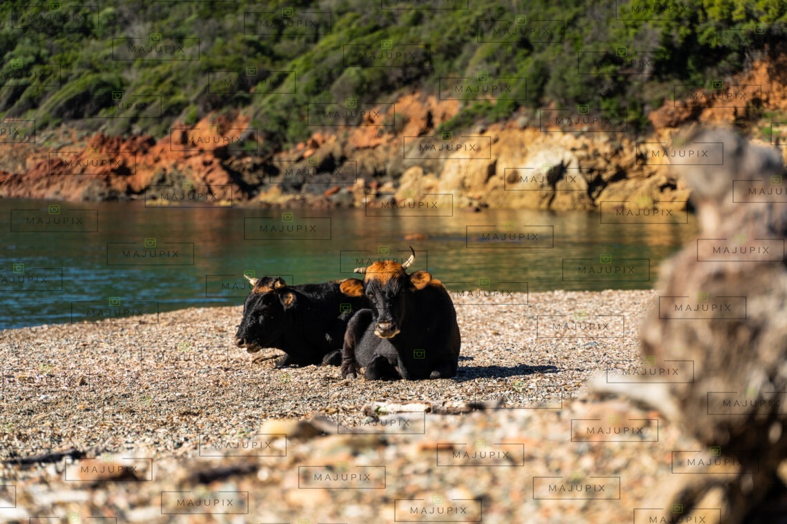 Plage de Tuara Girolata