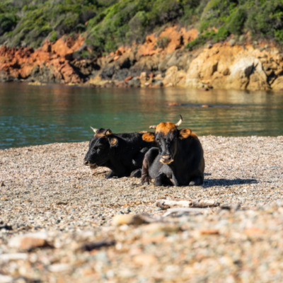 Plage de Tuara Girolata