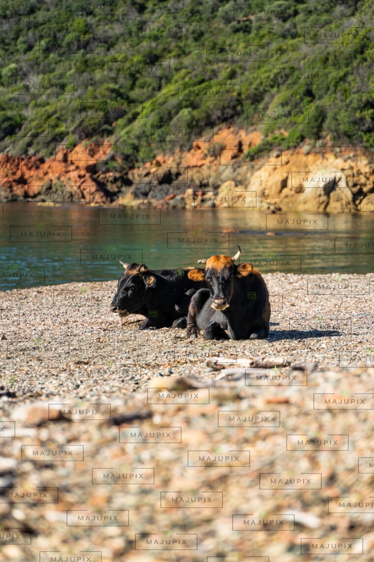 Plage de Tuara Girolata