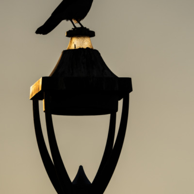 Oiseau au coucher de soleil