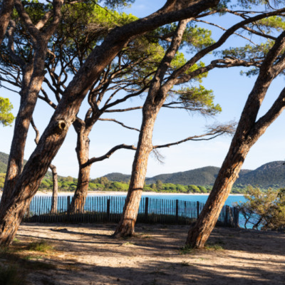 Plage de Palombaggia Porto-Vecchio