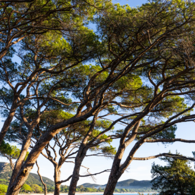 Plage de Palombaggia Porto-Vecchio