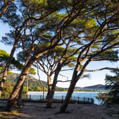 Plage de Palombaggia Porto-Vecchio