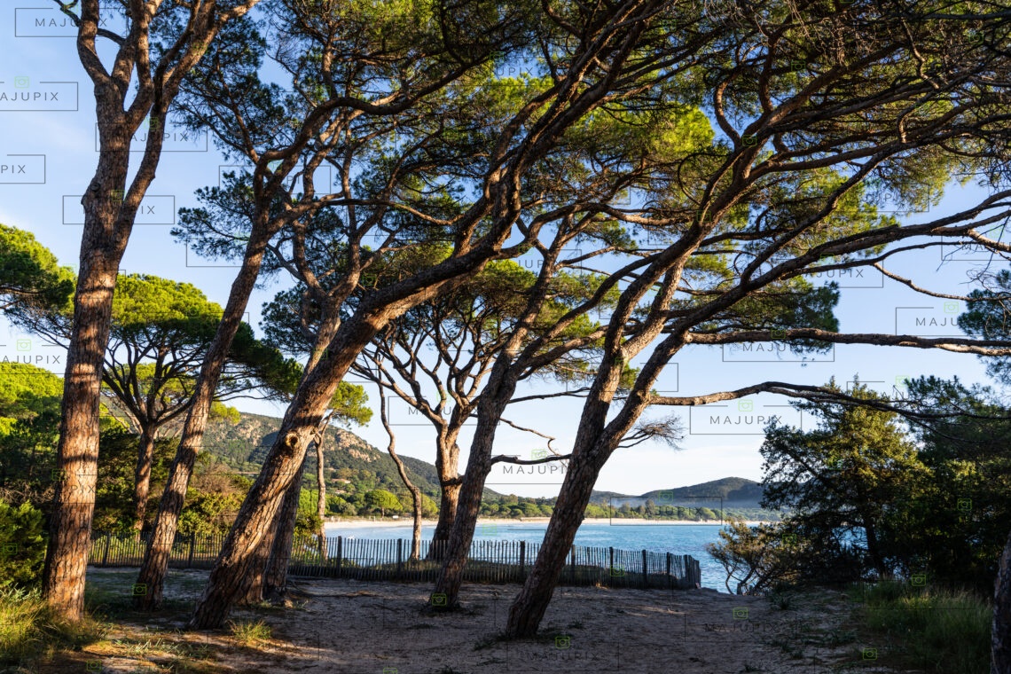 Plage de Palombaggia Porto-Vecchio