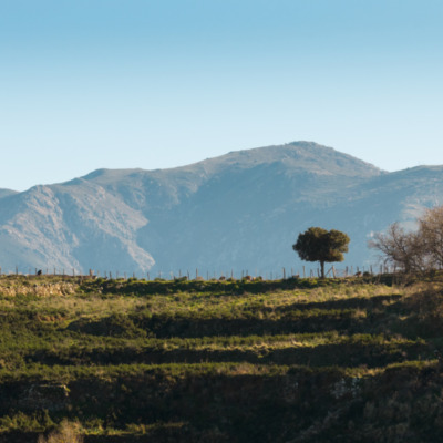 Pigna