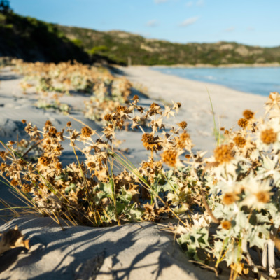 Plage de Saleccia