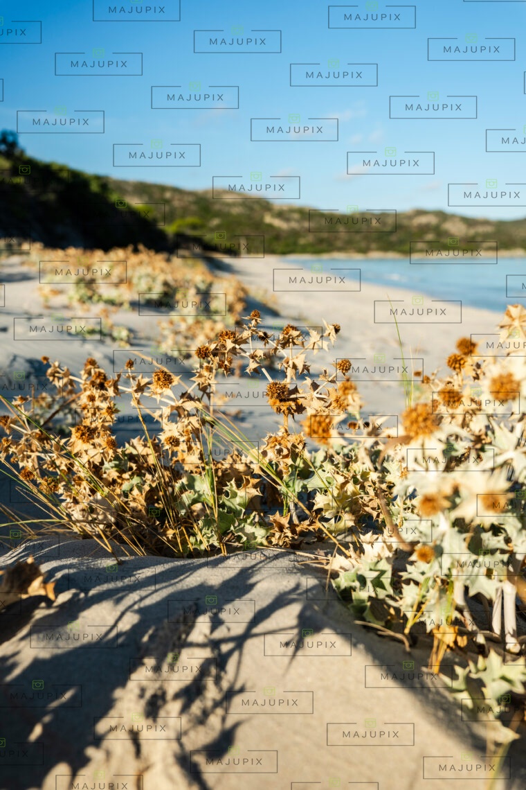 Plage de Saleccia