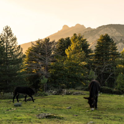 Ânes à Albertacce