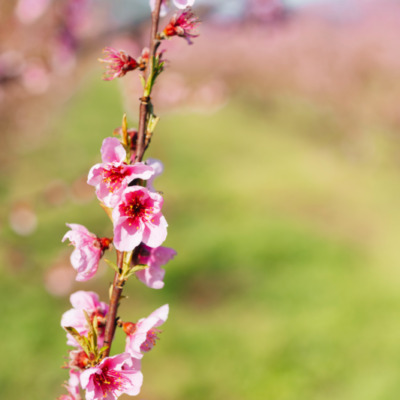 Printemps à Cervione