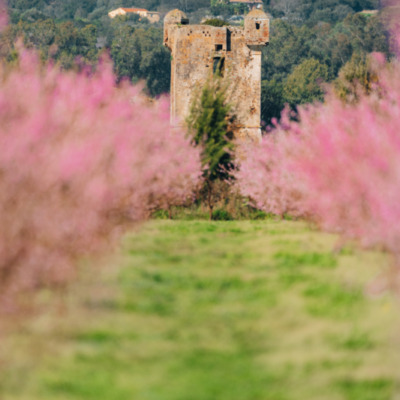 Cervione au printemps