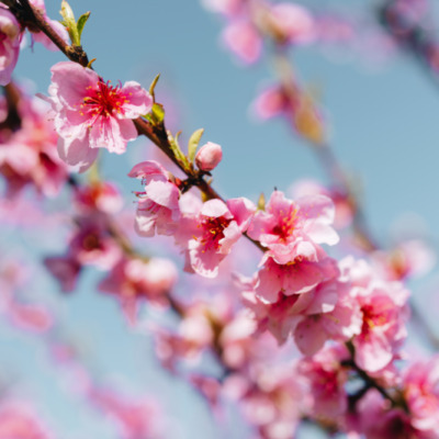 Printemps à Cervione