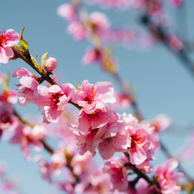 Printemps à Cervione
