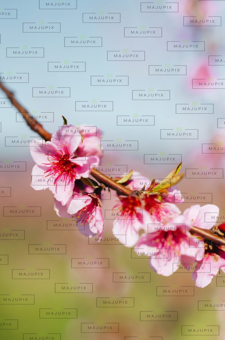 Cervione au printemps