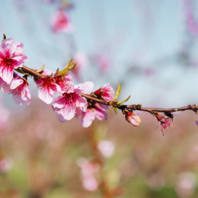 Printemps à Cervione