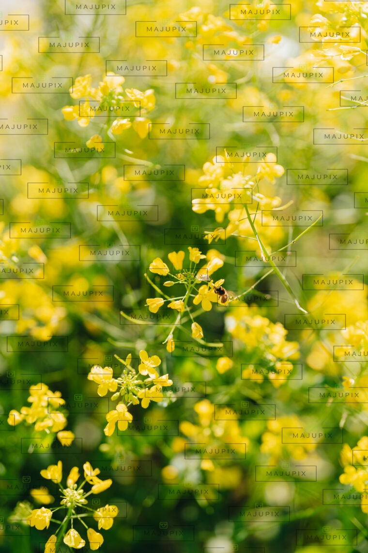 Printemps à Cervione